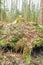 Land cut in an old-growth forest, layers of soil on the forest floor, stump, roots, mosses and ferns in a pine forest