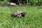 The land domestic turtle crawls on the grass of the lawn during the day under the sun