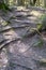 Land in the forest covered with roots. Path on forest between trees