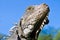 Land Iguana close up head with blue skyes