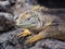 Land Iguana (Conolophus subcristatus), Plaza Sur Island, Galapagos