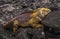 The Land Iguana - Galapagos - Charles Darwin research station