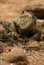 Land iguana, galapagos islands