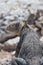 Land Iguana Galapagos sitting on a rock