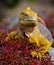 The land iguana sitting on the rocks. The Galapagos Islands. Pacific Ocean. Ecuador.