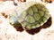 Land Karakum turtle on the ground