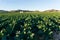 Land planted with broccoli