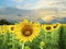 Land scape of agriculture of sunflowers field against beautiful