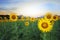 Land scape of agriculture of sunflowers field against beautiful