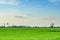 Land scape view of Toddy palm and rice-field with shade from sun