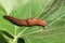 Land slug