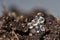 Land slug eggs macro, textured with selective focus and blurred background, small translucent eggs