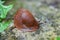 Land slug on the stone surface