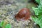 Land slug on the stone surface