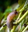 Land slugs creeps on a plant in the garden.