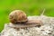 Land snail