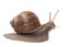 Land snail