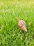 Land snail clawing on the grass