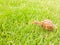 Land snail clawing on the grass