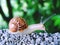 Land snail close-up in green background