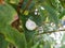 Land snail, gastropod clam with a white shell with black splashes on a leaf of a bush in the garden. Germany