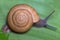 Land Snail moving on banana leaf