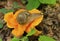 Land Snail on Orange Chanterelle Mushroom
