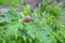 land snail and papaya leaves