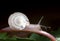 Land snail with a parasite in the eye stem