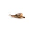 Land Snail, Sarika snail pest of orchid, in front of white background