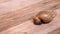 Land snails crawling on wooden plank