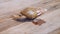 Land snails crawling on wooden plank