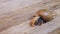 Land snails crawling on wooden plank