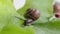 land snails on the plant, close-up