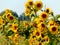 Land with sunflowers in Maramures, Romania