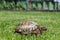 A land tortoise crawls on a green grass lawn during the day under the sun. Walk your pet