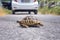 Land tortoise on the road