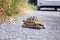 Land tortoise on the road