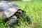Land Tortoise Sits in the grass Close-up photo