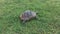 Land tortoise walking on green grass. Top side view. Turkey seaside.