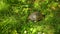 The land turtle in the grass. In Milocer park, near the island o