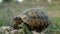 The land turtle in spring grass looking at the camera