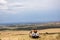 Landcruiser Toyota vehicle parked in the Savannah grassland wilderness At The Maasai Mara National Game Reserve Park Riftvalley Na