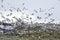 Landfill flock of nuisance birds