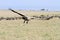 A landing African White-backed Vulture in Masai Mara Grassland