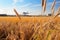 Landing airplane above wheat field. Concept of decarbonization and biofuel..