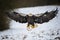 Landing bald eagle