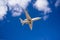 Landing of an Cessna 680A Citation Latitude operated by NetJets Europe at Cesar Manrique-Lanzarote Airport