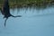 Landing great blue heron on a calm swamp