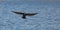 Landing Great Cormorant